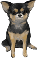 Front of Chihuahua (dog)-Real handwriting style