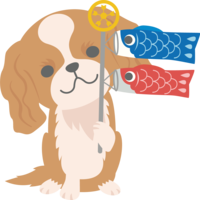 Cavalier (dog) is a cute animal with a carp streamer