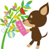 ミニチュア-ピンシャー(犬)七夕(短冊を飾る)動物