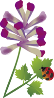 紫華鬘(むらさきけまん)の花とてんとう虫-春3~4月