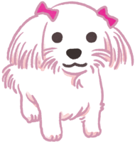 Maltese (pink ribbon) Cute dog