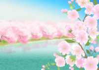 樱花树盛开的湖背景