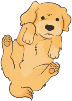 Retriever (showing stomach) Cute dog