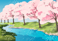 樱花树盛开的河边背景