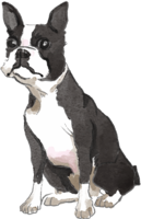 Boston-Terrier (sitting) Dog's real cool