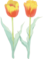 リアル綺麗チューリップイラスト(真っ直ぐ上に咲くオレンジの花