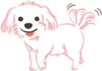 Maltese (shaking tail) Cute dog