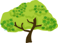 Tree-Simple summer maple