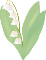 Suzuran (flower) Spring