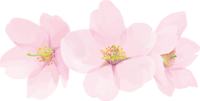 リアル綺麗な桜-花びらイラスト-3つの花飾り背景なし(透過