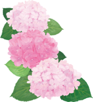 おしゃれ綺麗な縦に3つ並ぶピンクのアジサイイラスト(梅雨