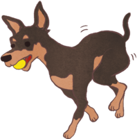 Pinscher (with a ball) Cute dog