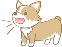 Cute Corgi (barking) dog