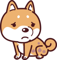 Shiba Inu is sick and has skin disease-cute dog