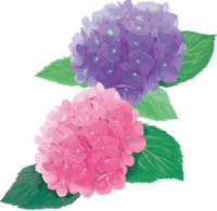 时尚漂亮的深粉色和紫色的绣球花插图(梅雨