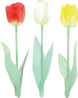 リアル綺麗チューリップイラスト(カラフルな3本の花-赤-白-黄色
