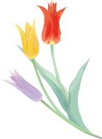 リアル綺麗チューリップイラスト(カラフルな紫-黄-赤の細めの花