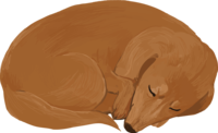 Miniature-Dachshund sleeping-Sleeping-Real dog handwriting style