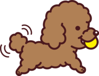 Toy Poodle holds a ball and flutters its tail-a cute dog