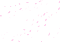 Cherry blossom background Simple transparent illustration (petals swaying in a soyo-soyo style) No background