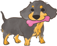 Dachshund (with a toy) Cute dog
