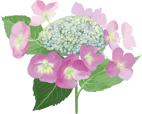 Fashionable and beautiful single pink hydrangea illustration (rainy season)