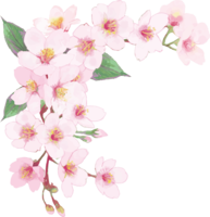 Real beautiful cherry blossom branch illustration-decorative for the upper left corner No background (transparent)