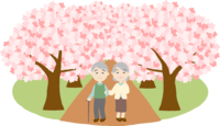 An elderly couple sees a row of cherry blossom trees