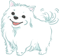ポメラニアン白(尻尾を振る)かわいい犬