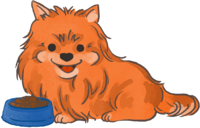 Pomeranian (eating rice) Cute dog