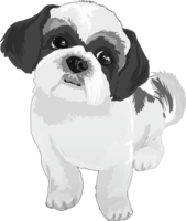 Shih Tzu's black and white monochrome and cool dog