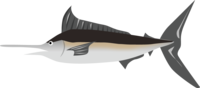 Marlin tuna-fish