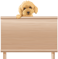 Toy Poodle (dog) with a sign