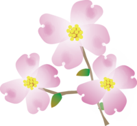 花水木(花)春天