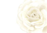 Simple white Rose that fits in the white background-Background