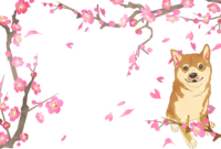 Shiba Inu-Background to see flowers