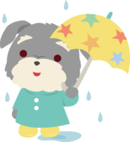 Miniature-Schnauzer (dog) Rainy season-Umbrella-Cute animal