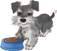 Miniature Schnauzer (eating rice) Cute dog