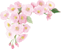 Real beautiful double cherry blossom branch illustration-For upper left corner No decorative background (transparent)