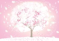 White cherry blossom snowstorm background dancing from cherry blossom trees