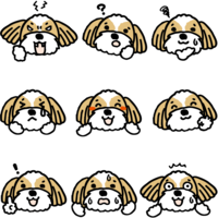 Facial expression of a cute dog (Shih Tzu)