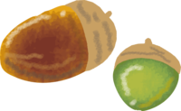 Cute acorn illustration / Autumn