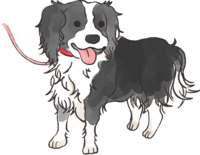 Border Collie (walking) cute dog