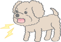 Cute toy poodle (barking) dog