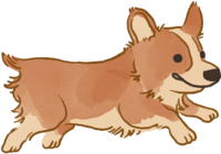 Corgi (running) cute dog