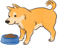 Shiba Inu (eating rice) Cute dog
