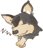 Chihuahua (sleeping face) cute dog