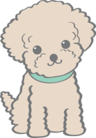 Cute Toy Poodle (sitting-sitting) dog