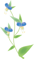 Commelina communis (Flower) Summer