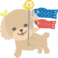 Toy Poodle (dog) is a cute animal with a carp streamer